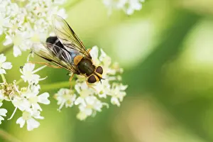 European Insect Species Prints: Marco image of an insect