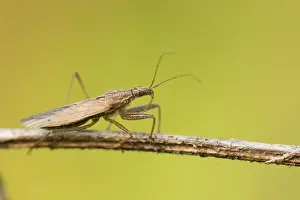 European Insect Species Prints: Marco image of an insect