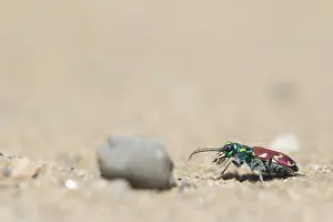 Images Dated 29th May 2017: Cicindela nitida Print, Baikal Region Insect Image