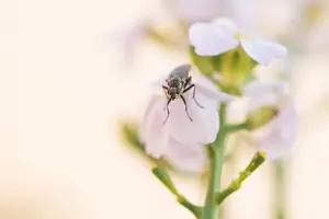European Insect Species Prints: Marco image of an insect