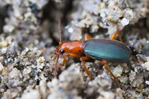 European Insect Species Prints: Marco image of an insect