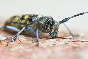 European Insect Species Prints: Marco image of an insect