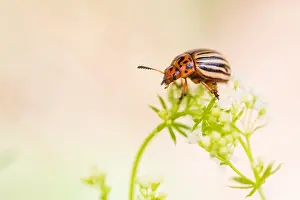 European Insect Species Prints: Marco image of an insect