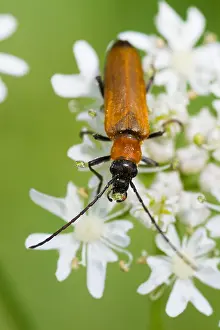 European Insect Species Prints: Marco image of an insect