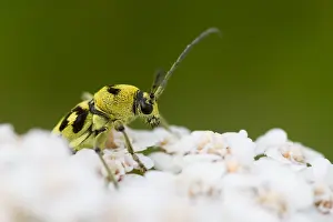 European Insect Species Prints: Marco image of an insect