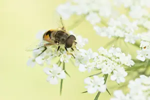 European Insect Species Prints: Marco image of an insect