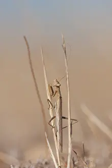European Insect Species Prints: Marco image of an insect