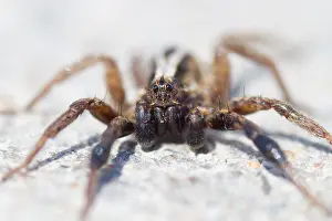 Wildlife Photography Germany Nature Prints: Marco image of an insect