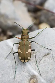 European Insect Species Prints: Marco image of an insect