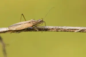 European Insect Species Prints: Marco image of an insect