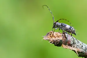 European Insect Species Prints: Marco image of an insect