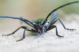 Marco image of an insect