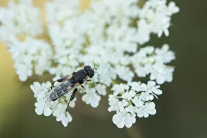 European Hoverfly Species Prints: Marco image of an insect