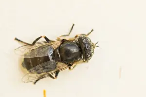 European Insect Species Prints: Marco image of an insect