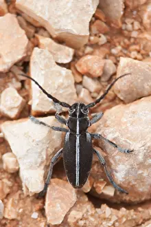 European Insect Species Prints: Marco image of an insect