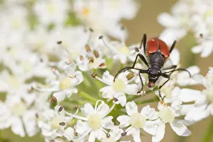 European Insect Species Prints: Marco image of an insect