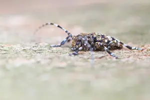 European Insect Species Prints: Marco image of an insect
