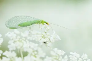 European Insect Species Prints: Marco image of an insect