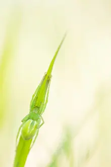 Asian Wildlife Images Prints: Marco image of an insect