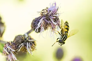 European Insect Species Prints: Marco image of an insect