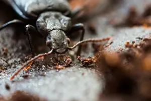 European Insect Species Prints: Marco image of an insect