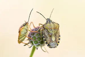 Wild Fauna Images Prints: Marco image of an insect