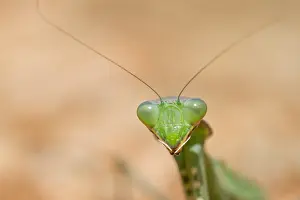 European Insect Species Prints: Marco image of an insect