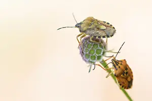 Outdoor Insect Photography Prints: Marco image of an insect