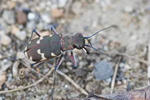 European Insect Species Prints: Marco image of an insect
