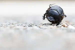 European Scarab Beetle Prints: Marco image of an insect