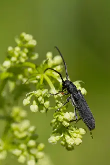 European Insect Species Prints: Marco image of an insect