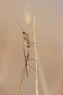 European Insect Species Prints: Marco image of an insect