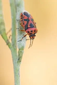 European Insect Species Prints: Marco image of an insect