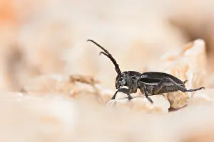 European Insect Species Prints: Marco image of an insect
