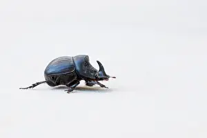 European Insect Species Prints: Marco image of an insect