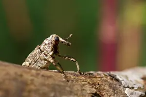European Insect Species Prints: Marco image of an insect
