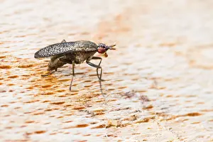 Marco Polo's Print of Coremacera Snail-killing Fly
