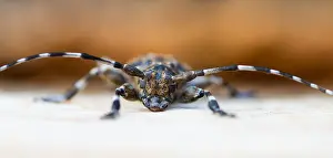 European Insect Species Prints: Marco image of an insect