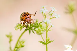 European Insect Species Prints: Marco image of an insect