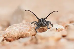 European Insect Species Prints: Marco image of an insect