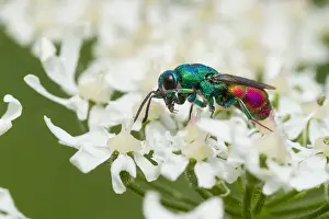 European Insect Species Prints: Marco image of an insect