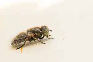 European Insect Species Prints: Marco image of an insect