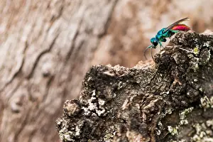 Marcos Print of Chrysis ignita Imago