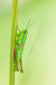 German Fauna Photos Prints: Marco image of an insect