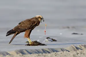 Middle East Wildlife Prints: Marsh Harrier