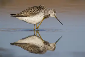 Water Birds Europe Prints: Marsh Sandpiper