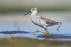 Water Birds Europe Prints: Marsh Sandpiper
