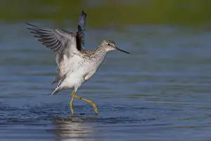 Charadriiformes Shorebirds Prints: Marsh Sandpiper