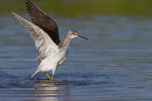 Charadriiformes Order Birds Prints: Marsh Sandpiper