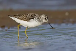 Scolopacidae Family Birds Prints: Marsh Sandpiper
